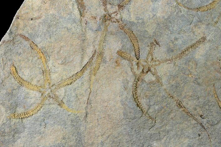Wide Ordovician Brittle Star (Ophiura) Multiple Plate - Morocco #154154